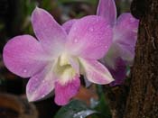 Orchid